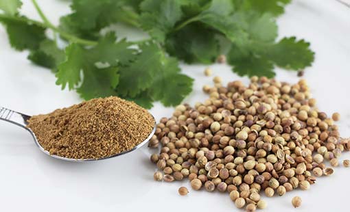 الكزبرة.. فوائد صحّية متعدّدة